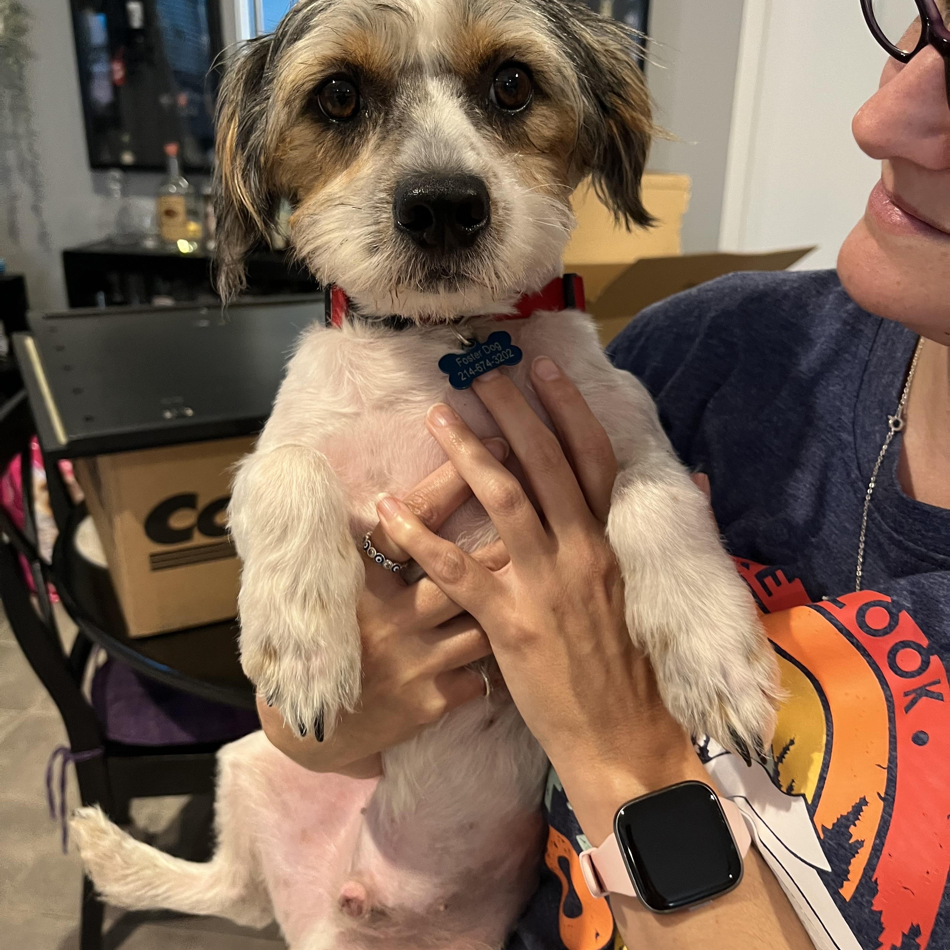 Enlarge Scooby, a Adoptable mixed breed in Dallas, TX image 3/5