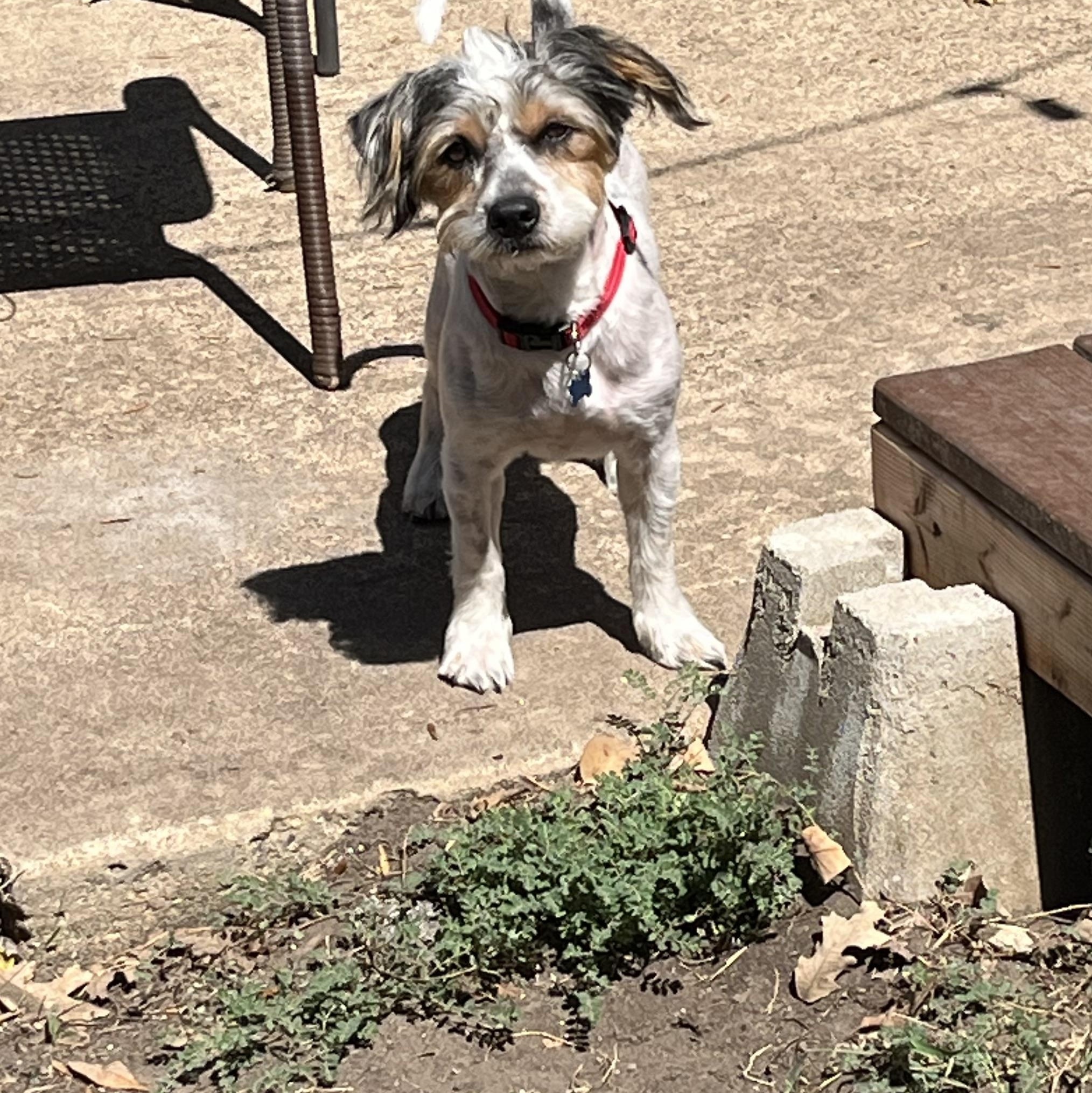 Enlarge Scooby, a Adoptable mixed breed in Dallas, TX image 2/5