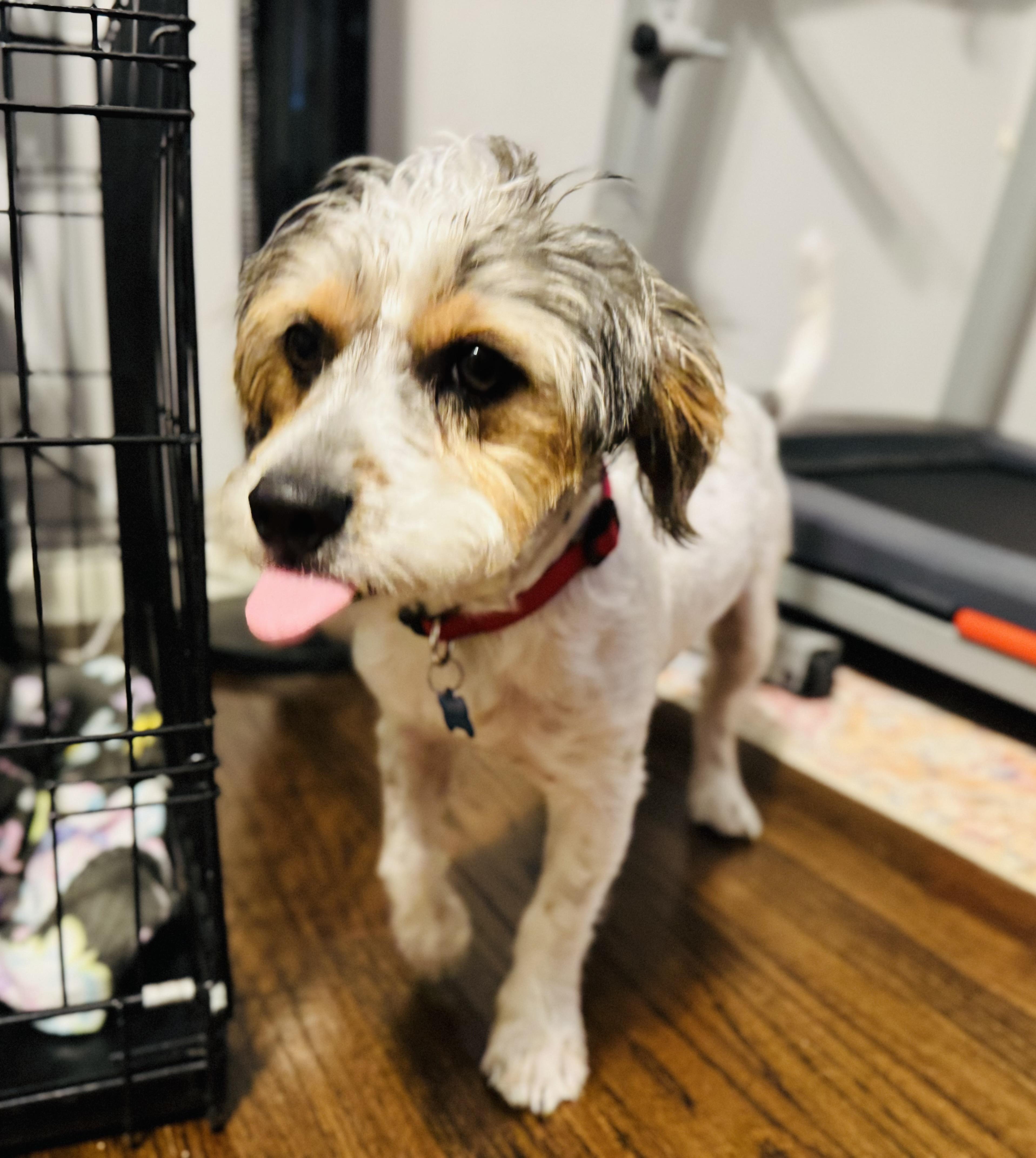 Enlarge Scooby, a Adoptable mixed breed in Dallas, TX image 4/5