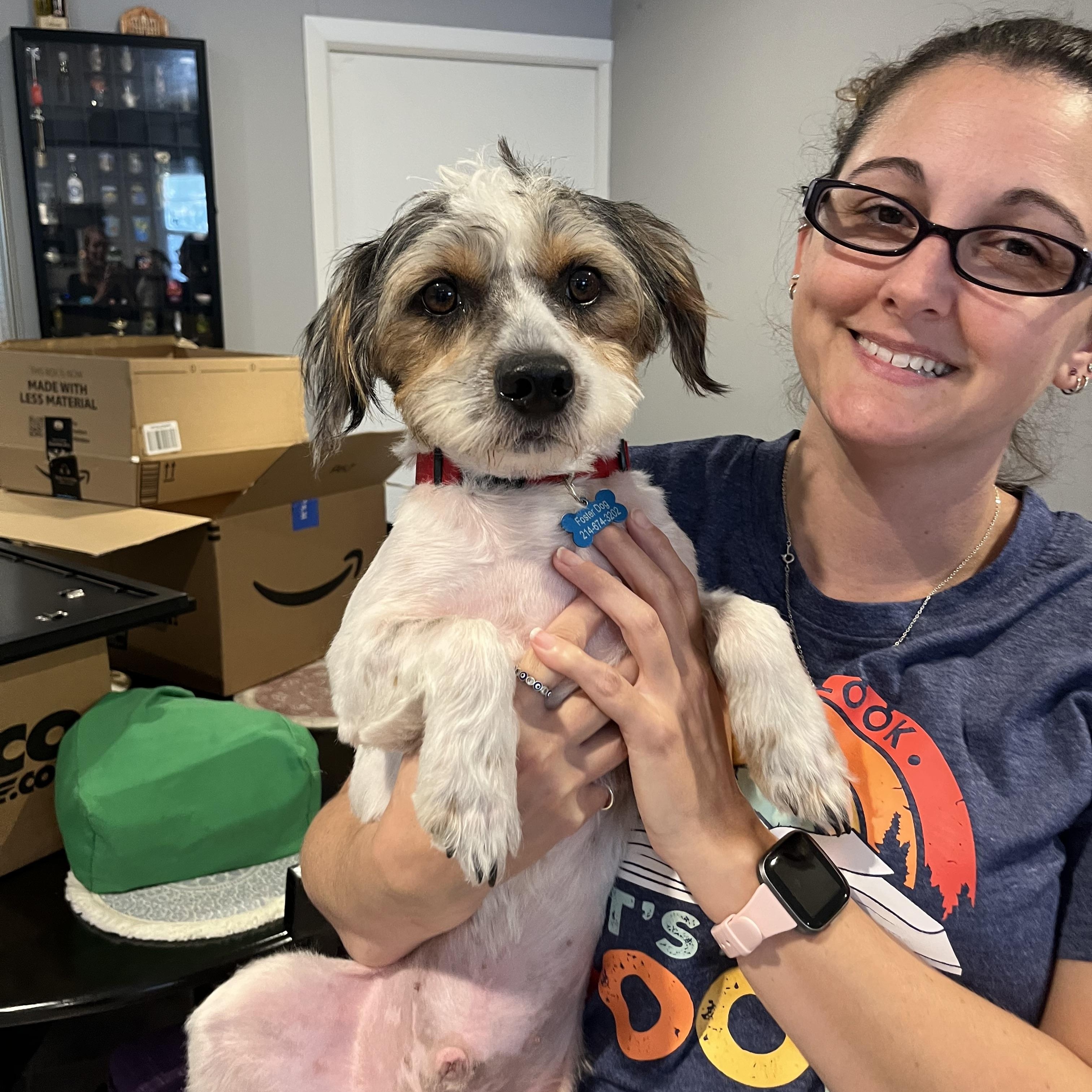 Enlarge Scooby, a Adoptable mixed breed in Dallas, TX image 5/5