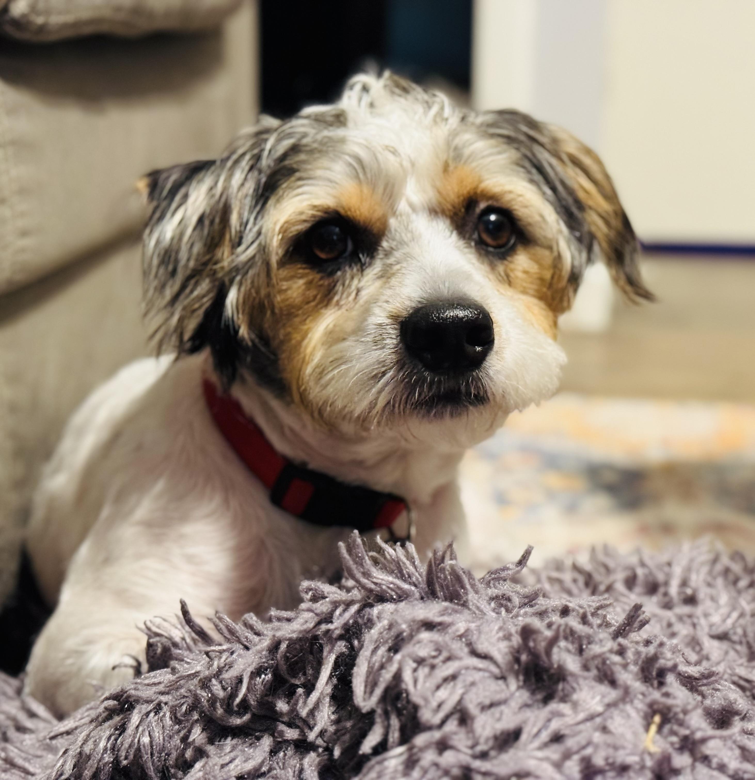Scooby, Adoptable, Young Male Cairn Terrier & Yorkshire Terrier.