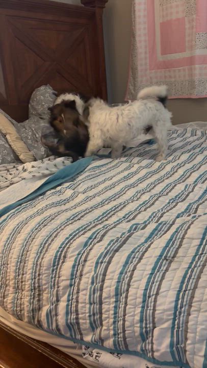 Enlarge Scooby, a Adoptable mixed breed in Dallas, TX video 6/6