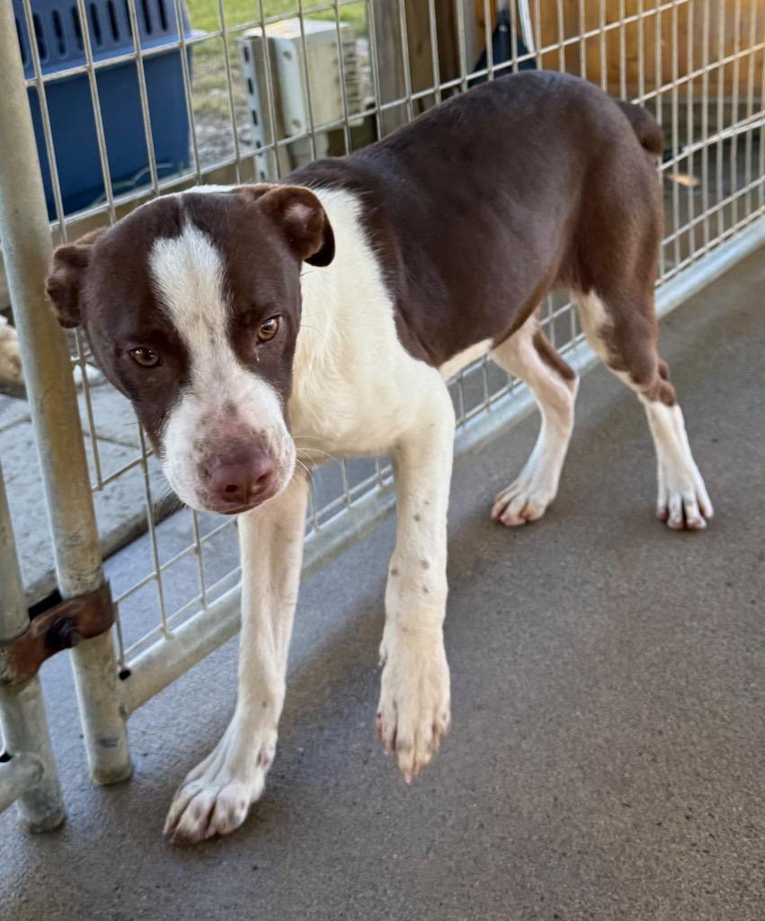 Lurch, Adoptable, Young Male Terrier & Mixed Breed.