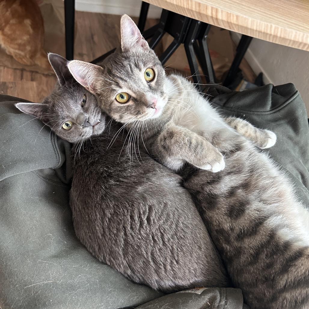 Enlarge Scruffy, a Adoptable Domestic Short Hair in Yucca Valley, CA image 1/5