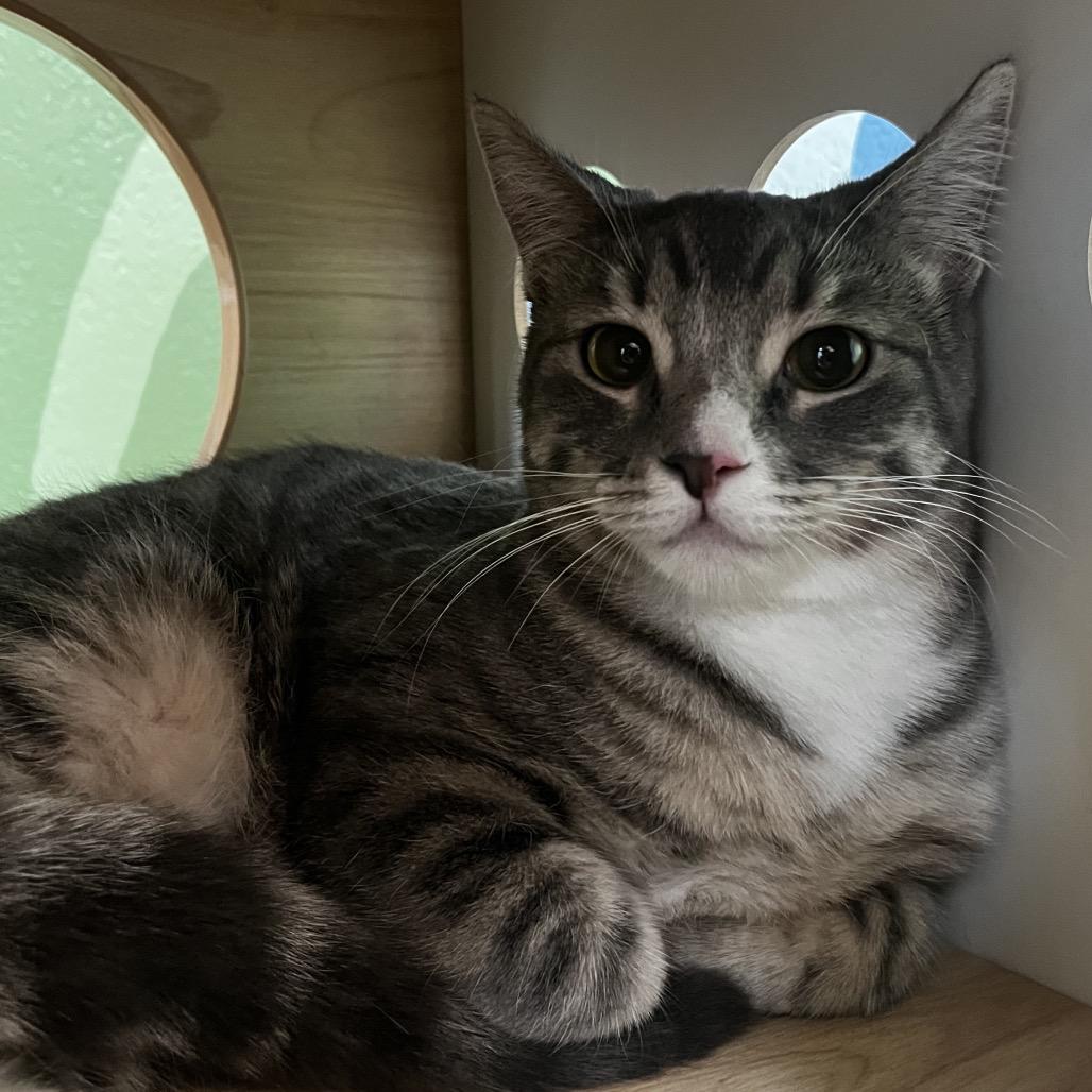 Enlarge Scruffy, a Adoptable Domestic Short Hair in Yucca Valley, CA image 2/5