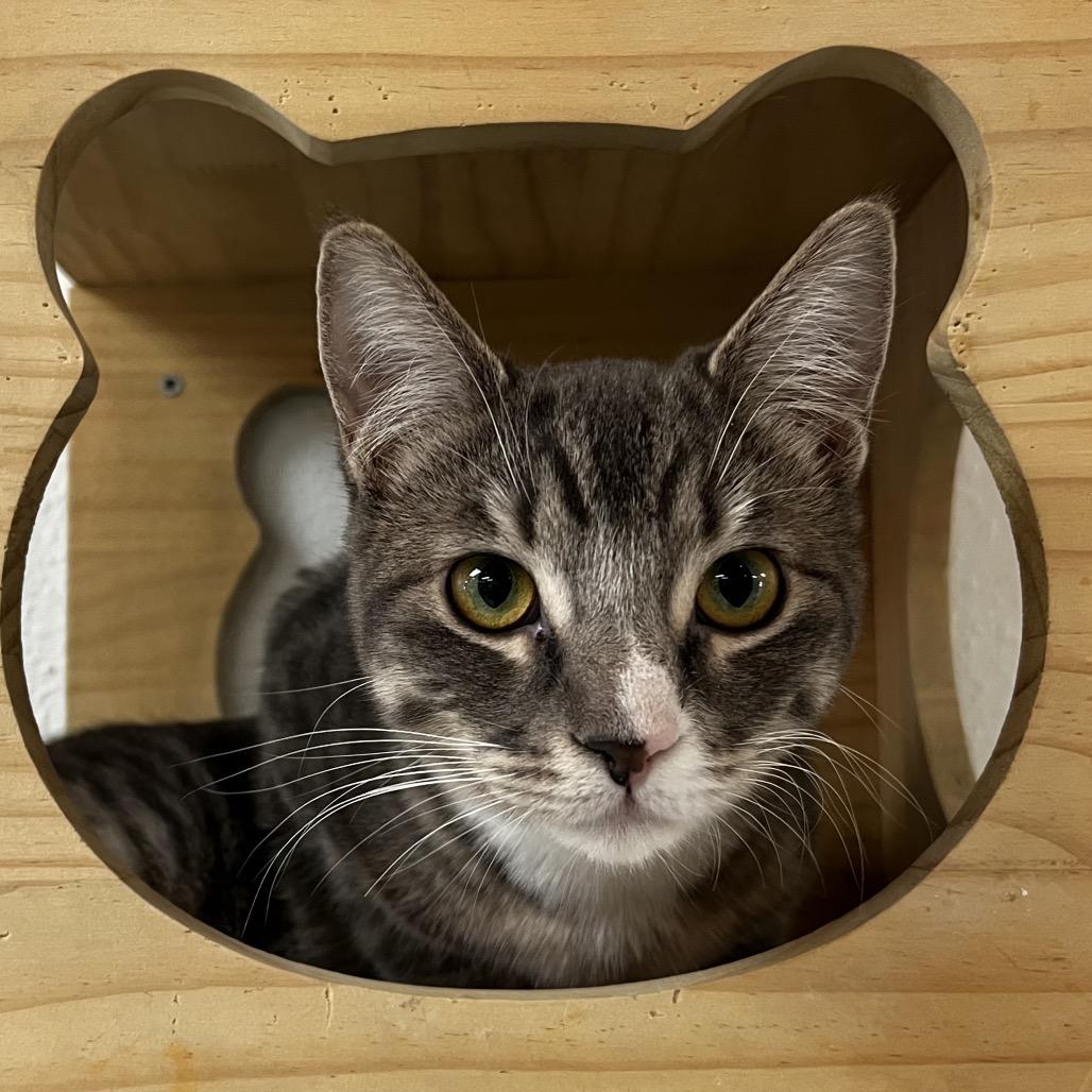 Enlarge Scruffy, a Adoptable Domestic Short Hair in Yucca Valley, CA image 3/5