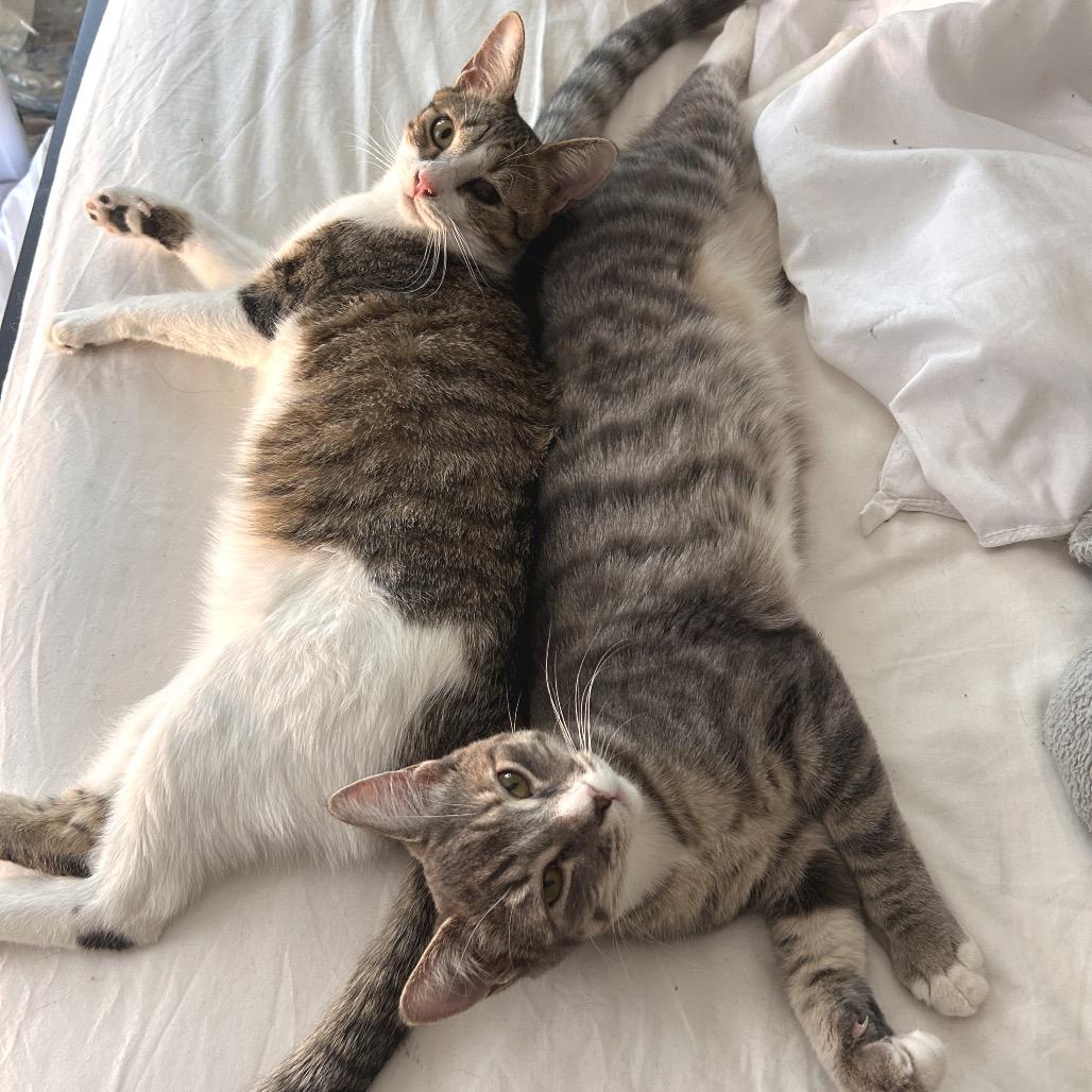 Enlarge Scruffy, a Adoptable Domestic Short Hair in Yucca Valley, CA image 4/5