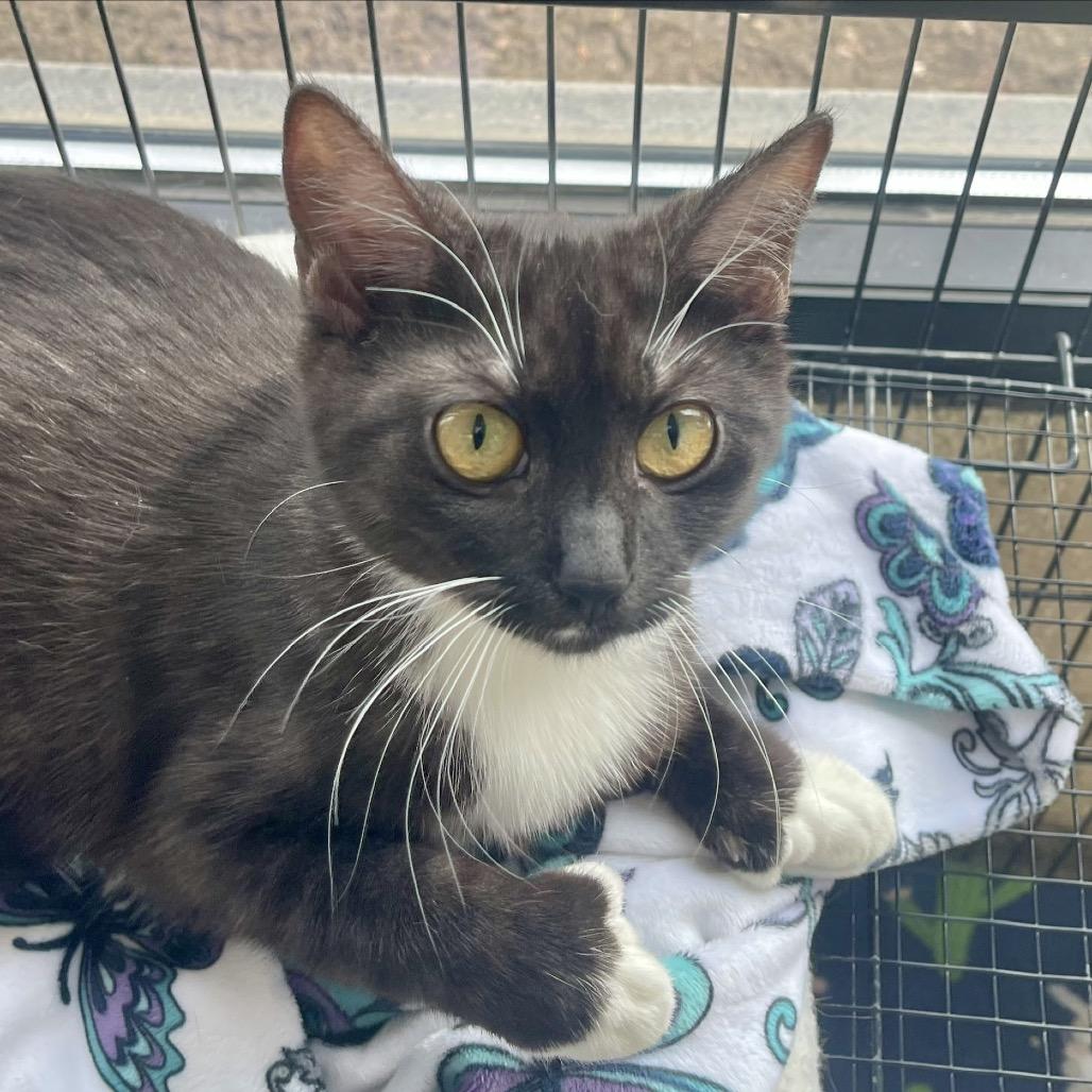 Gemera — thumbnail 2