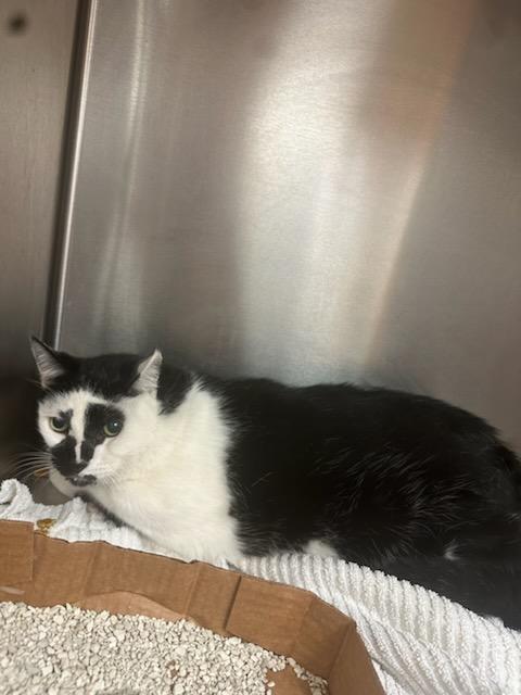 Bootie, Adoptable, Senior Male Domestic Short Hair.