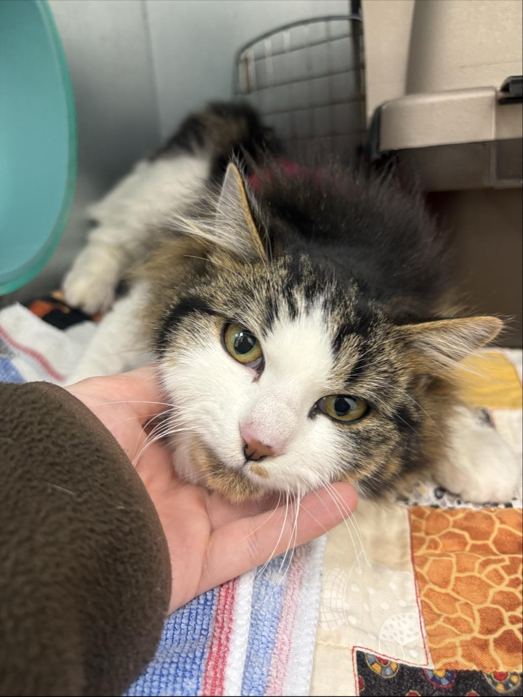 Enlarge Jalapeno #39660 (1 Years Old) and Chili #39662 (10 Months Old) , a Adoptable Domestic Long Hair in Langley, BC image 4/6