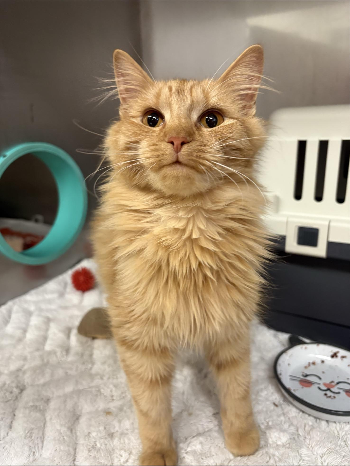 Enlarge Jalapeno #39660 (1 Years Old) and Chili #39662 (10 Months Old) , a Adoptable Domestic Long Hair in Langley, BC image 2/6