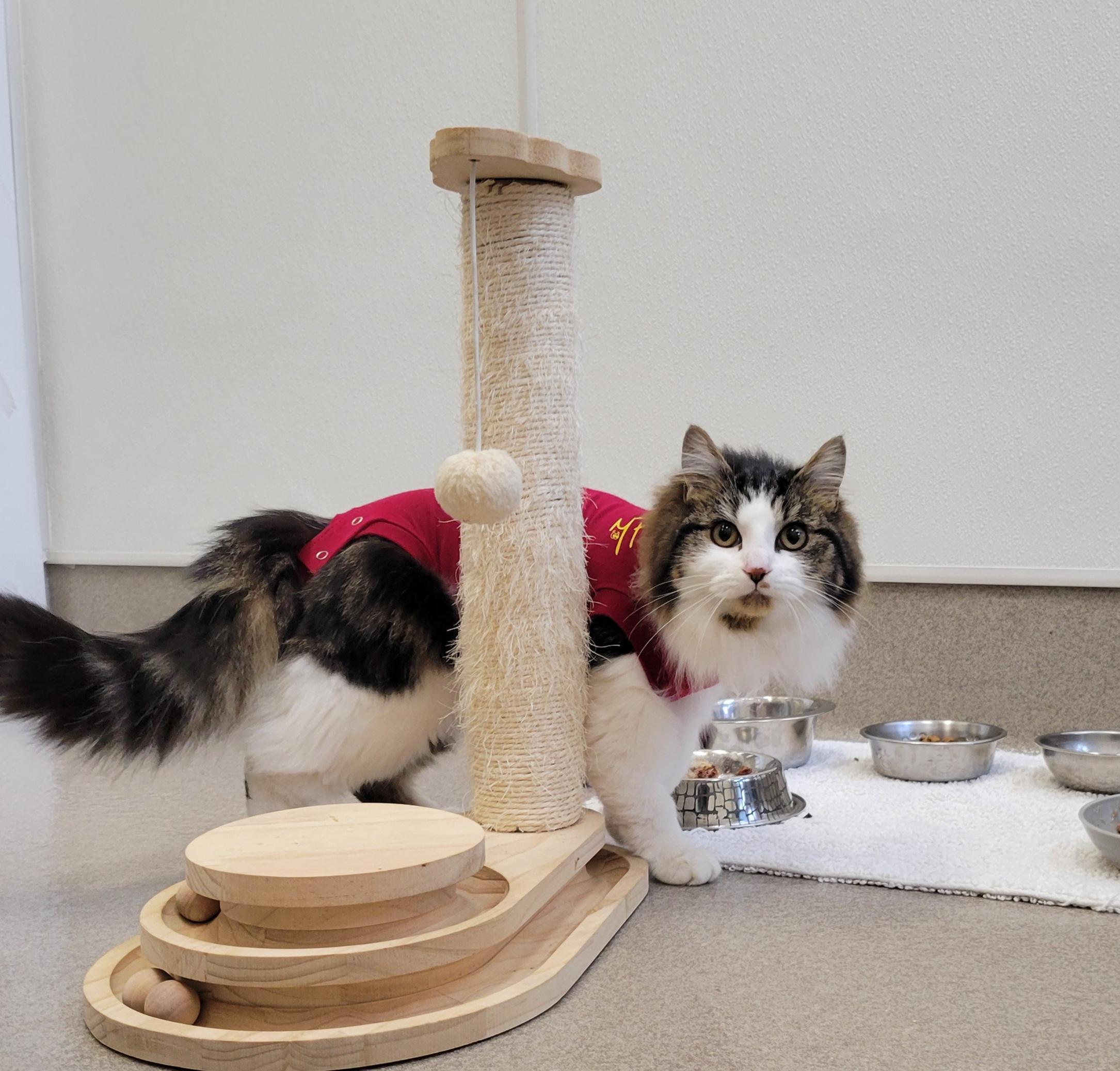 Enlarge Jalapeno #39660 (1 Years Old) and Chili #39662 (10 Months Old) , a Adoptable Domestic Long Hair in Langley, BC image 6/6