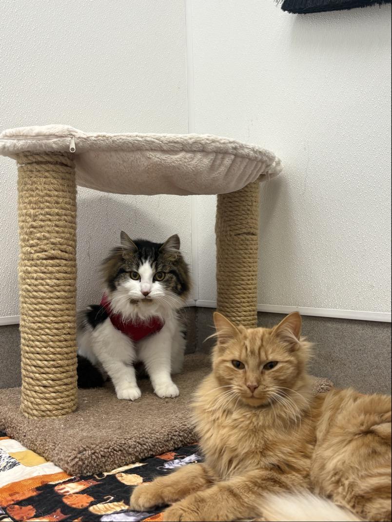 Jalapeno #39660 (1 Years Old) and Chili #39662 (10 Months Old) — thumbnail 4