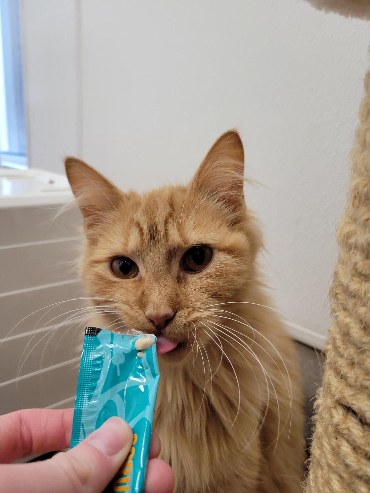 Jalapeno #39660 (1 Years Old) and Chili #39662 (10 Months Old) — thumbnail 5