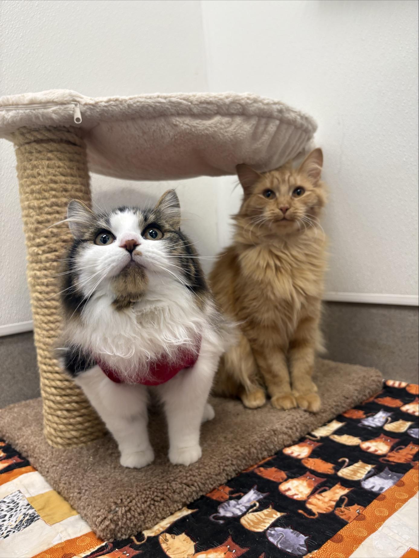 Jalapeno #39660 (1 Years Old) and Chili #39662 (10 Months Old) , Adoptable, Young Female Domestic Long Hair.