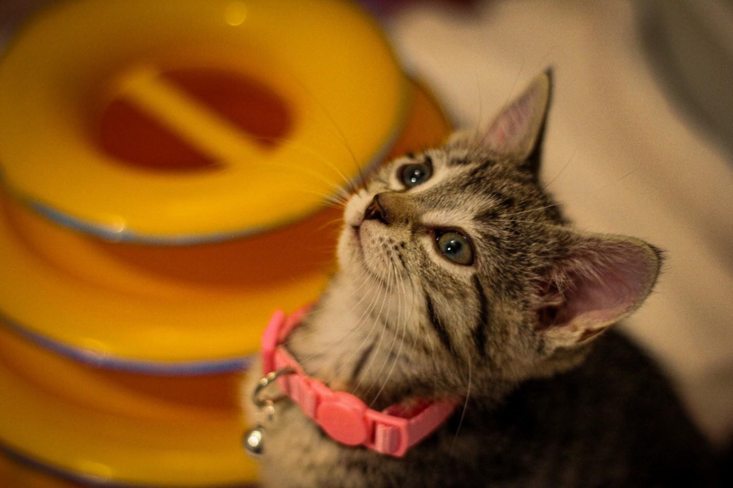 Enlarge Delilah, a Adopted Domestic Short Hair in West Bloomfield, MI image 1/3