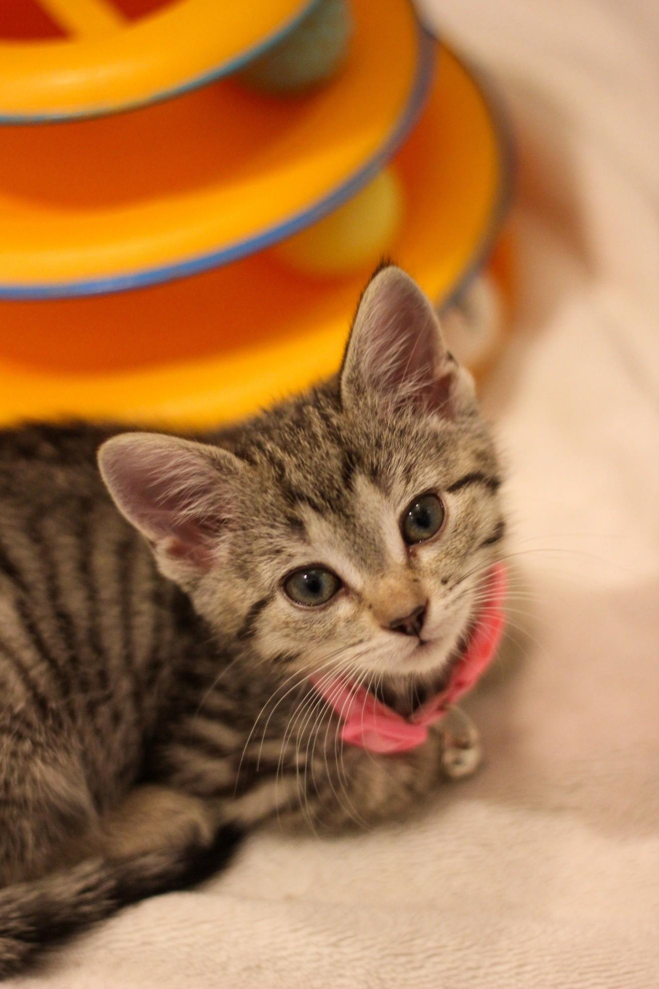 Enlarge Delilah, a Adopted Domestic Short Hair in West Bloomfield, MI image 2/3