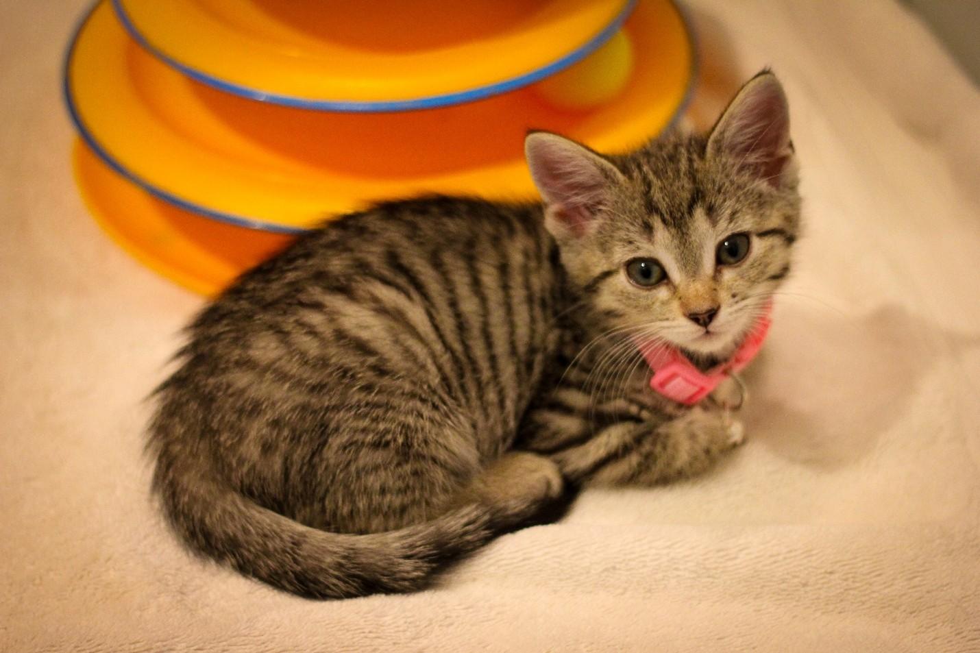 Enlarge Delilah, a Adopted Domestic Short Hair in West Bloomfield, MI image 3/3