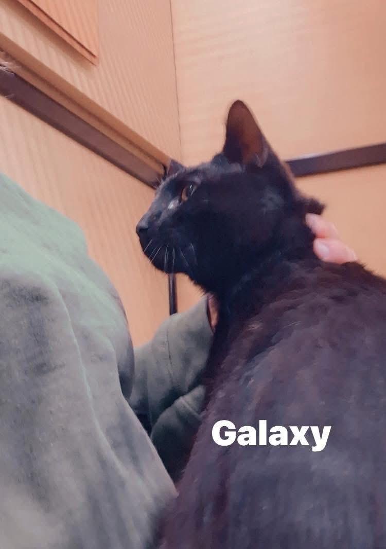 Galaxy, ADOPTABLE, Adult Male Domestic Short Hair.