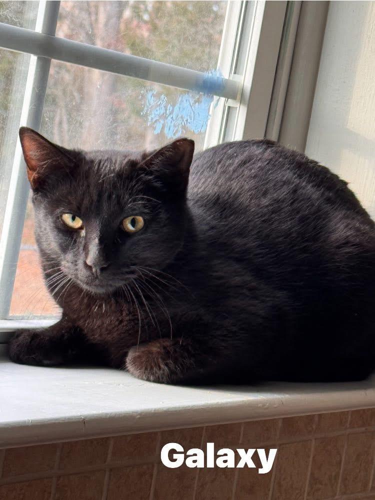 Enlarge Galaxy, a ADOPTABLE Domestic Short Hair in Turnersville, NJ image 1/1