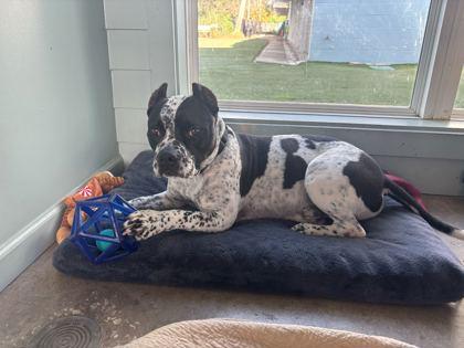 Enlarge CAL, a ADOPTABLE Mixed Breed in Fernandina Beach, FL image 3/3