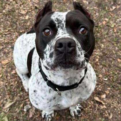 CAL, ADOPTABLE, Young Male Mixed Breed.