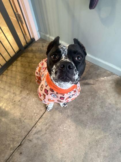 Enlarge CAL, a ADOPTABLE Mixed Breed in Fernandina Beach, FL image 2/3