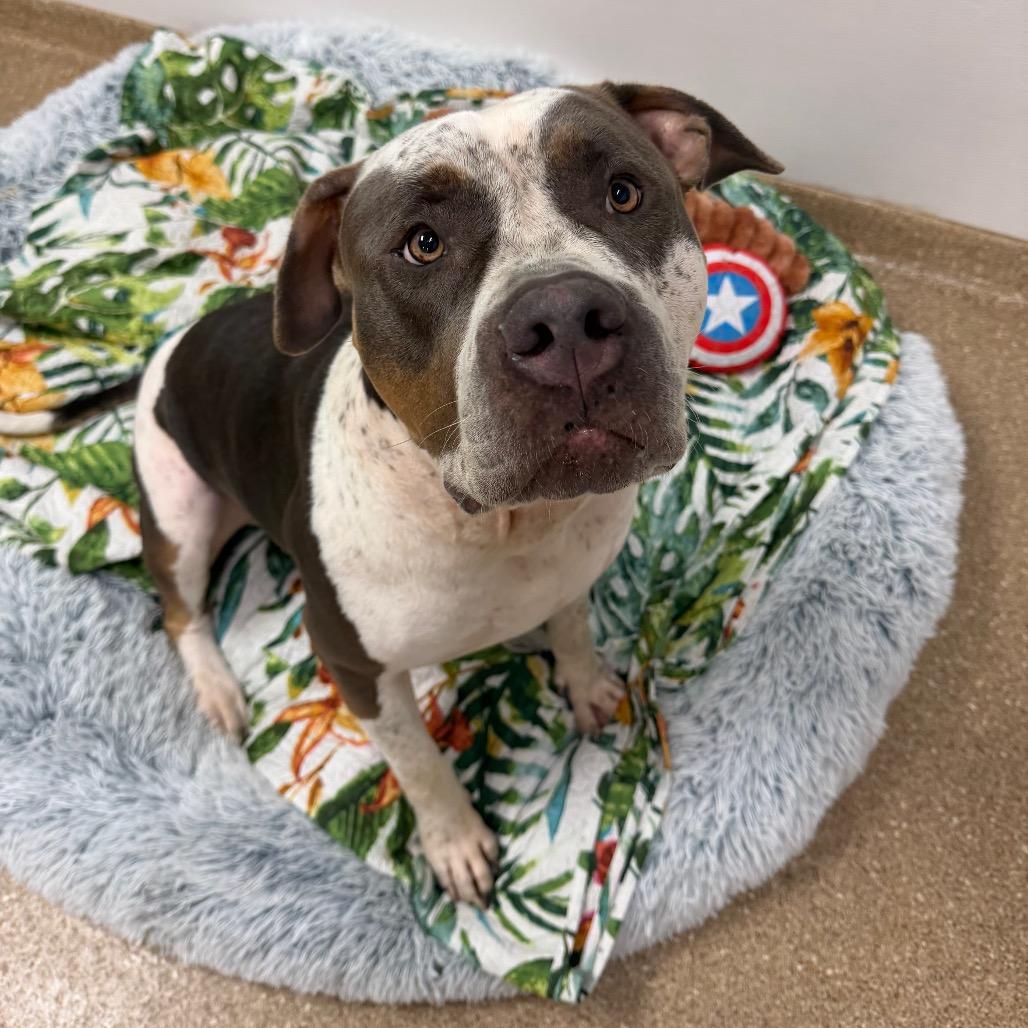 Everly, a Adoptable Mixed Breed in Titusville, FL image 2/6