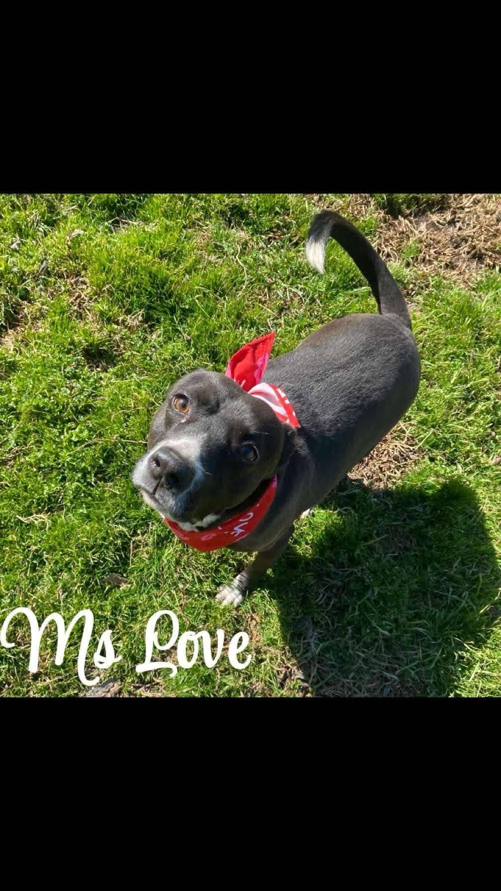 Ms Love 3