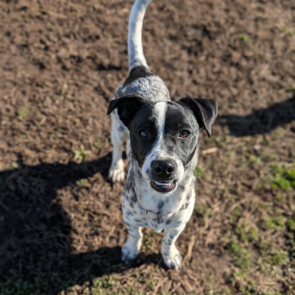 Enlarge Tootles, a Adoptable mixed breed in Jasper, IN image 1/6