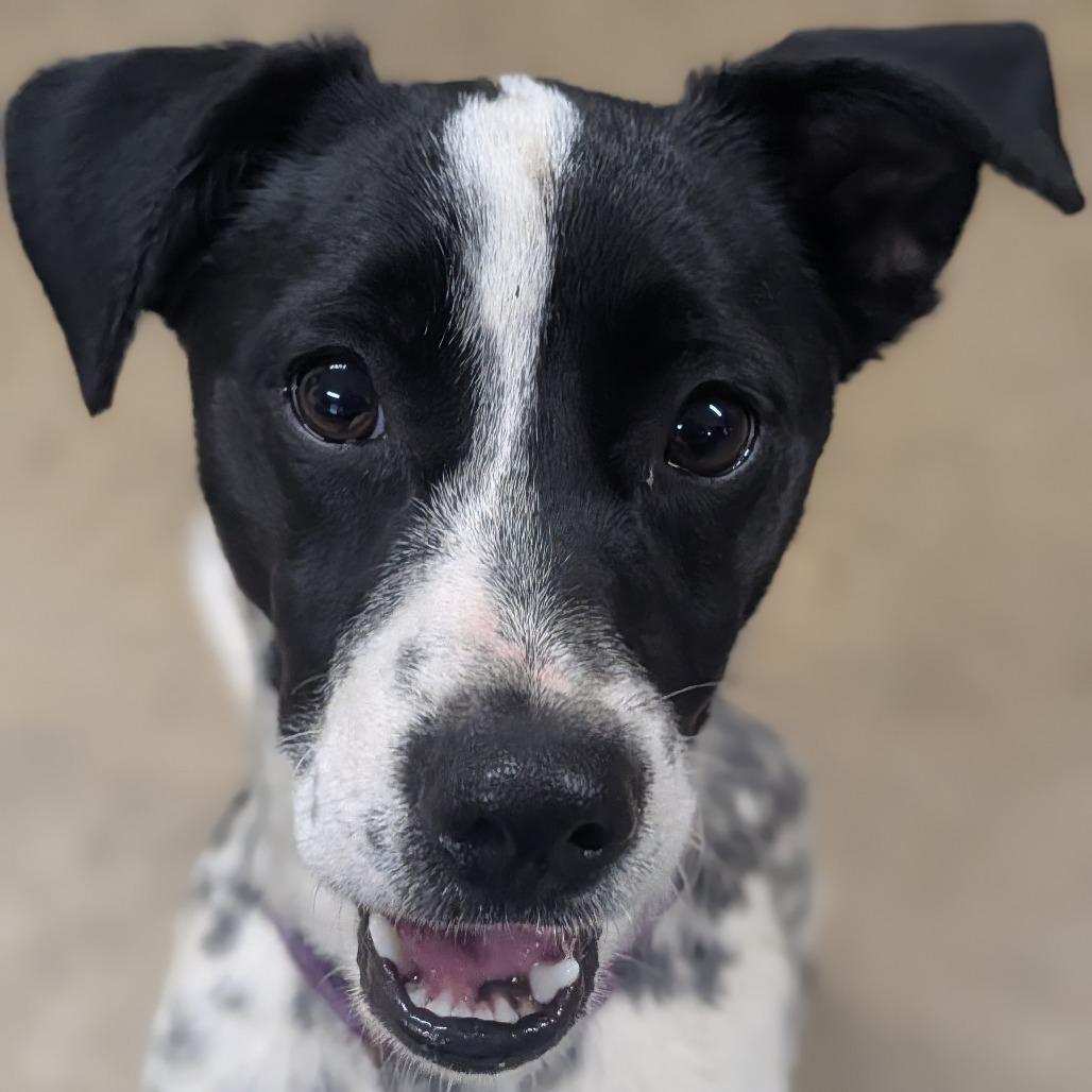 Enlarge Tootles, a Adoptable mixed breed in Jasper, IN image 2/6