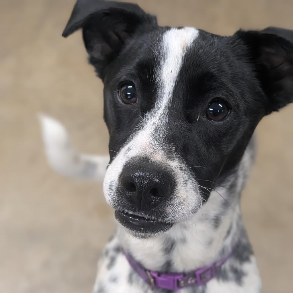 Enlarge Tootles, a Adoptable mixed breed in Jasper, IN image 3/6