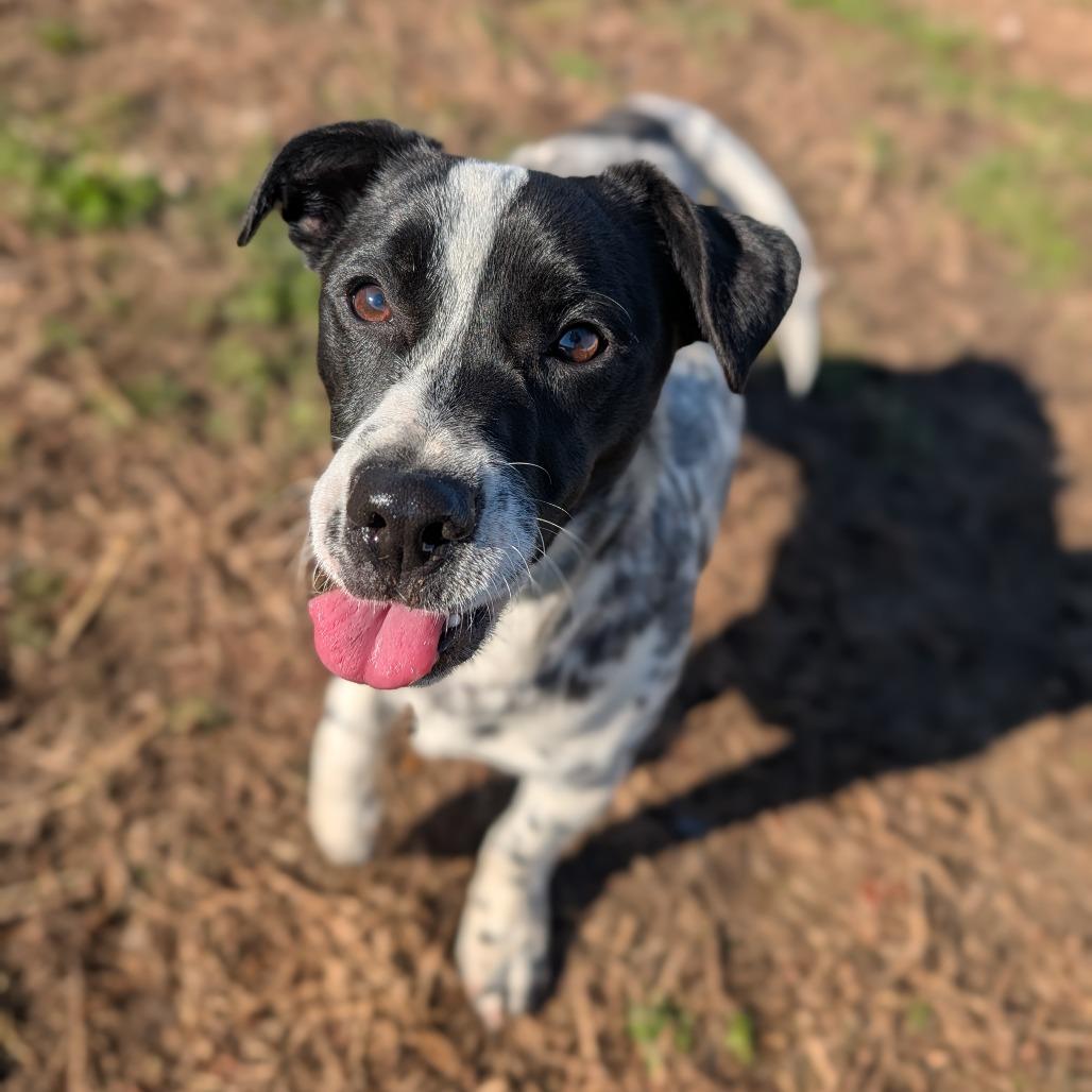 Enlarge Tootles, a Adoptable mixed breed in Jasper, IN image 4/6