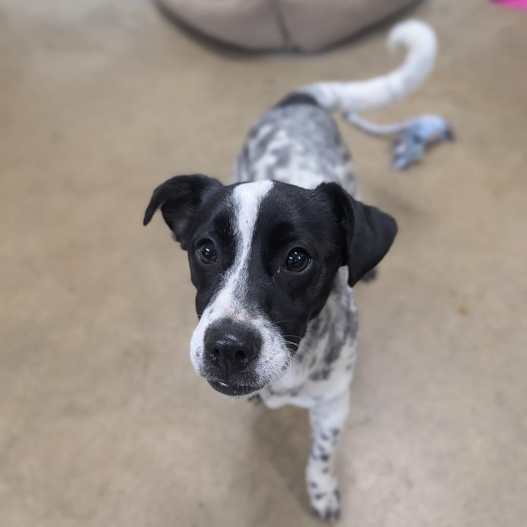 Enlarge Tootles, a Adoptable mixed breed in Jasper, IN image 5/6