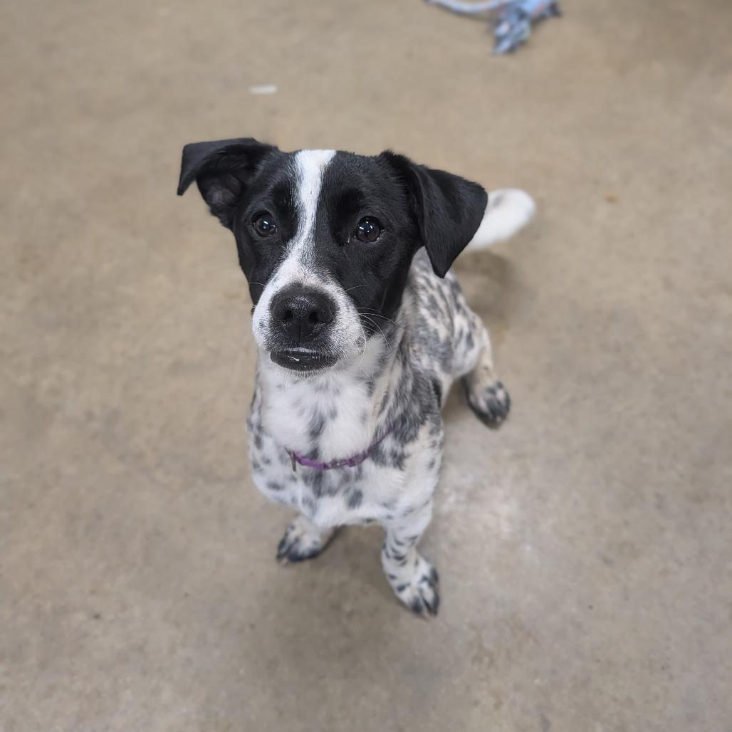 Enlarge Tootles, a Adoptable mixed breed in Jasper, IN image 6/6