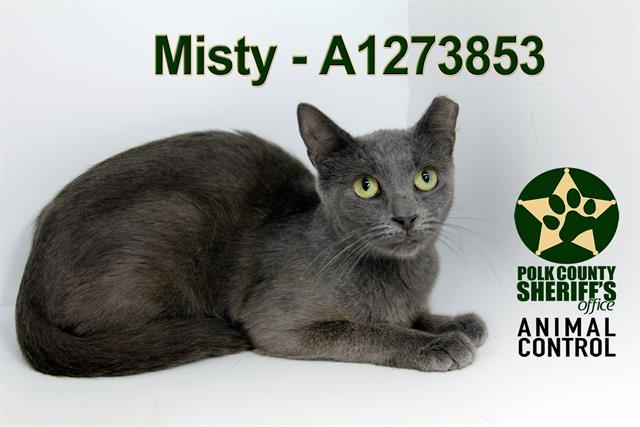 MISTY, Adoptable, Young Female Domestic Short Hair.