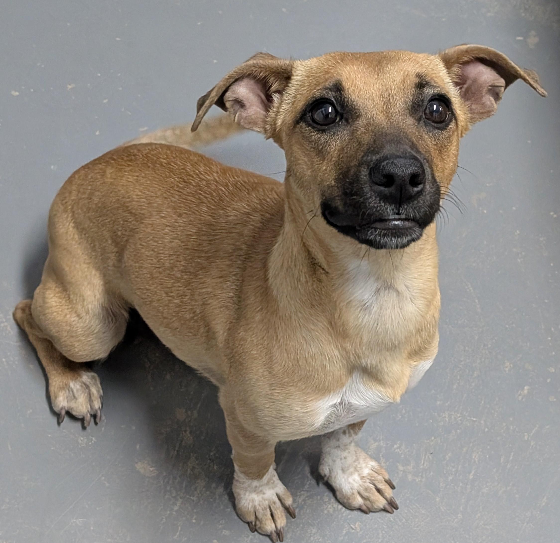 Peachy, adopted, Young Female Chihuahua & Dachshund.