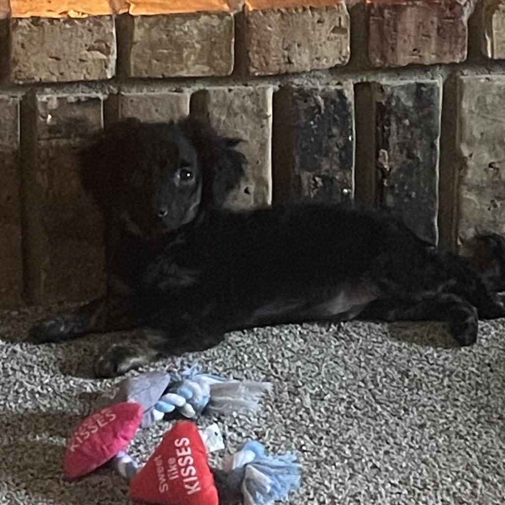 Enlarge Argos , an adoptable mixed breed in Fenton, MI image 1/1