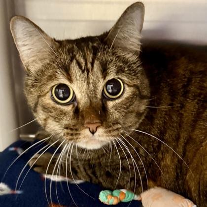 Enlarge Indi, a Adoptable mixed breed in Lansing, MI image 3/3