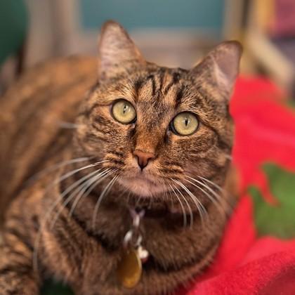 Indi, Adoptable, Adult Female Domestic Short Hair.