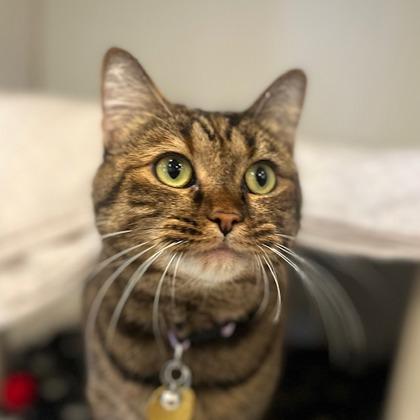 Enlarge Indi, a Adoptable mixed breed in Lansing, MI image 2/3