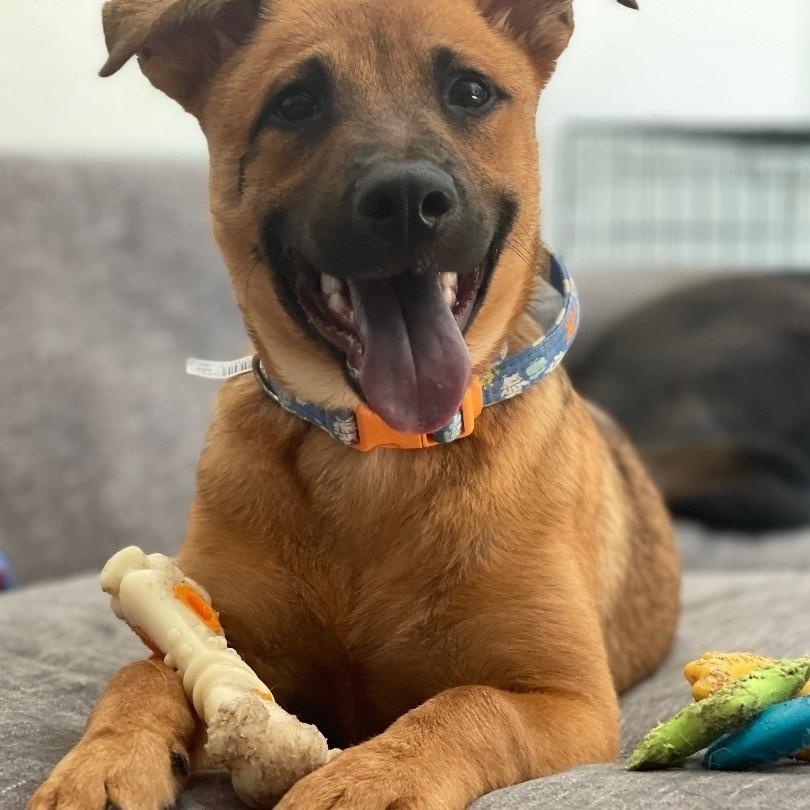 Enlarge Iris, a Adoptable mixed breed in Portage, WI image 5/6