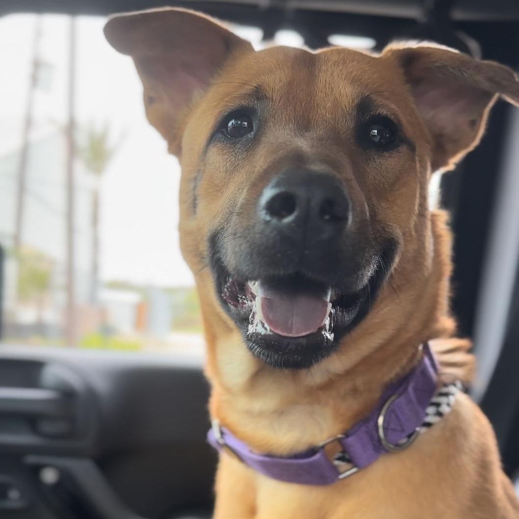 Enlarge Iris, a Adoptable mixed breed in Portage, WI image 2/6