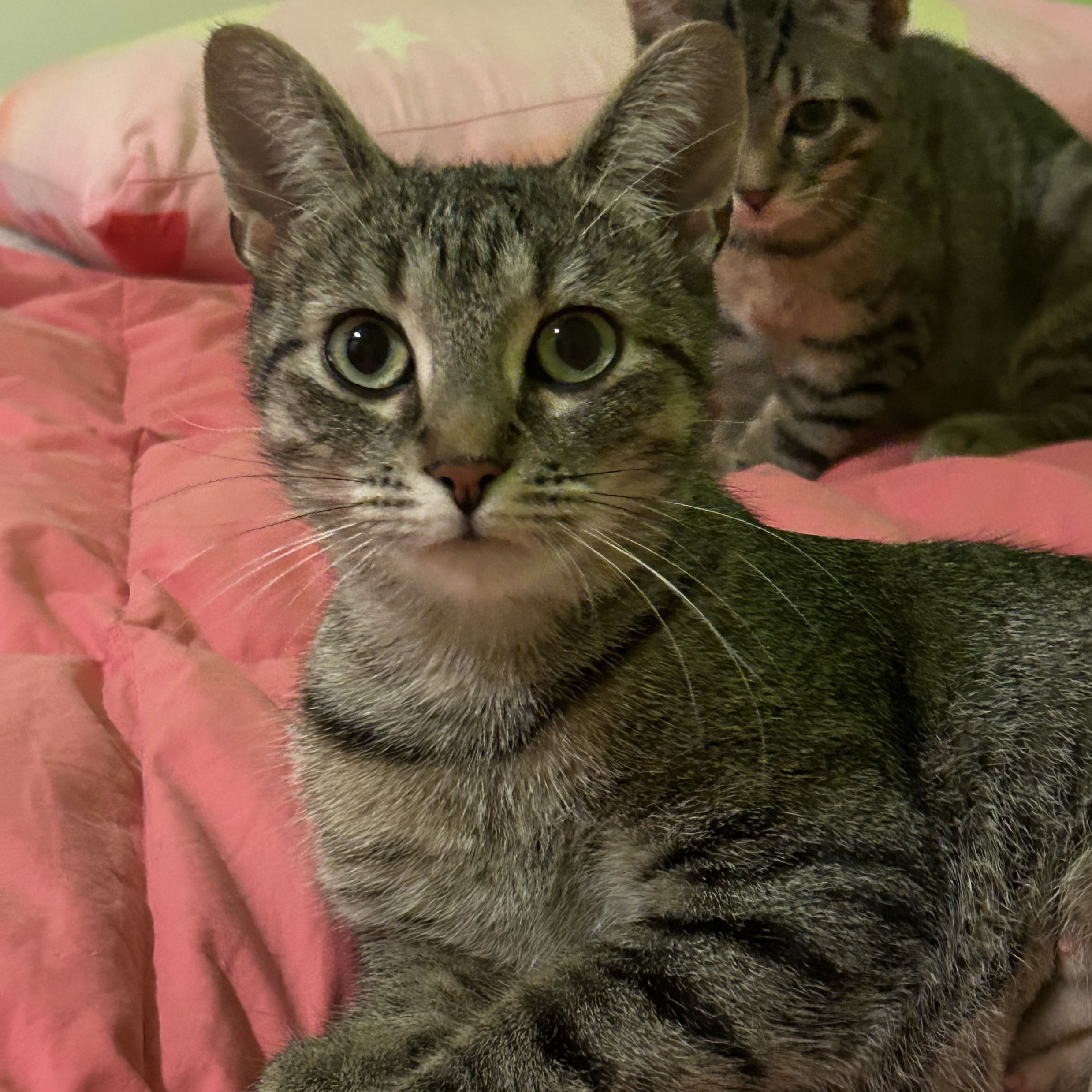 Cat for adoption Yolo (FA/FF), a Tabby in SainteAngeledeMonnoir, QC Petfinder