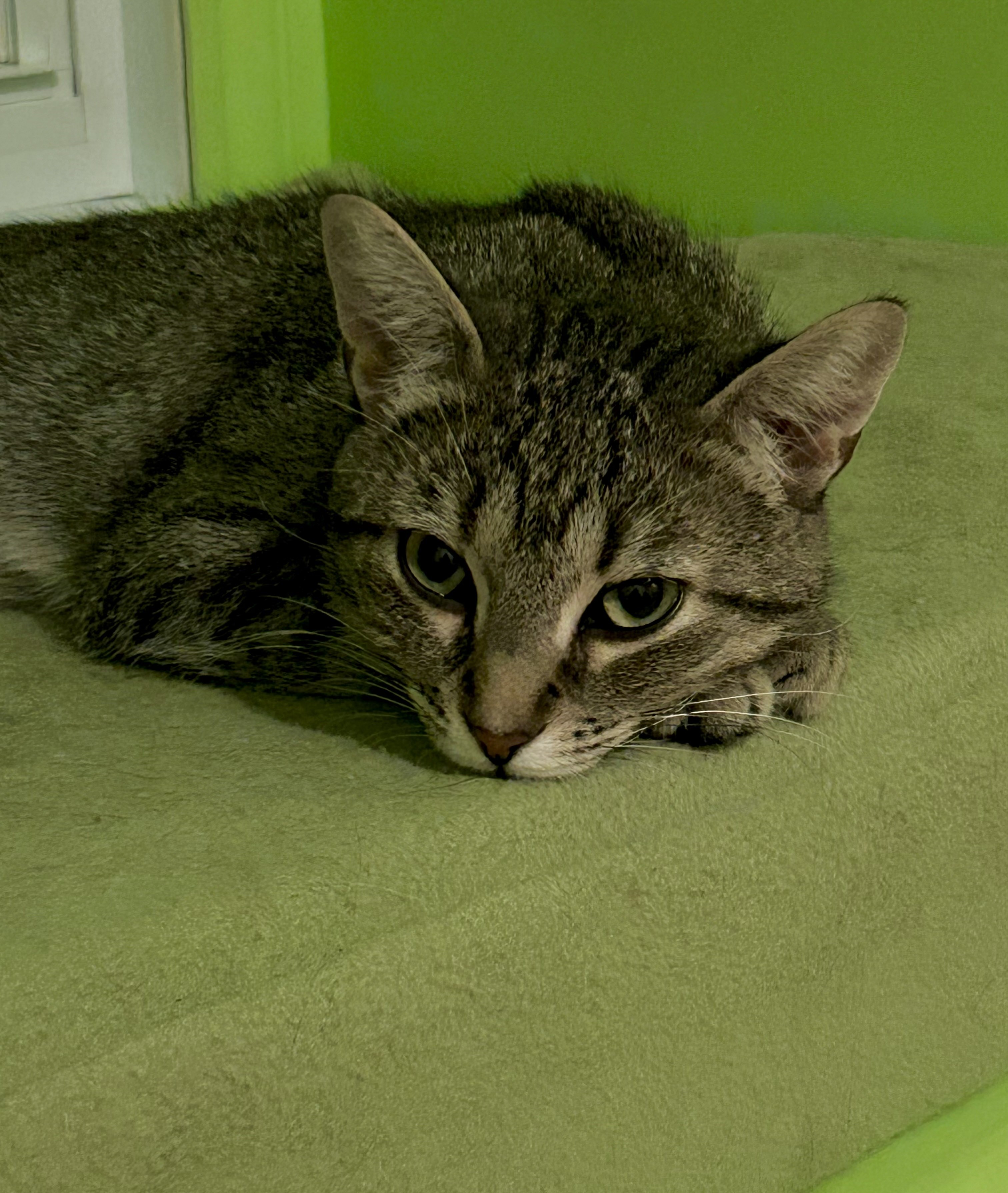 Cat for adoption Yolo (FA/FF), a Tabby in SainteAngeledeMonnoir, QC Petfinder