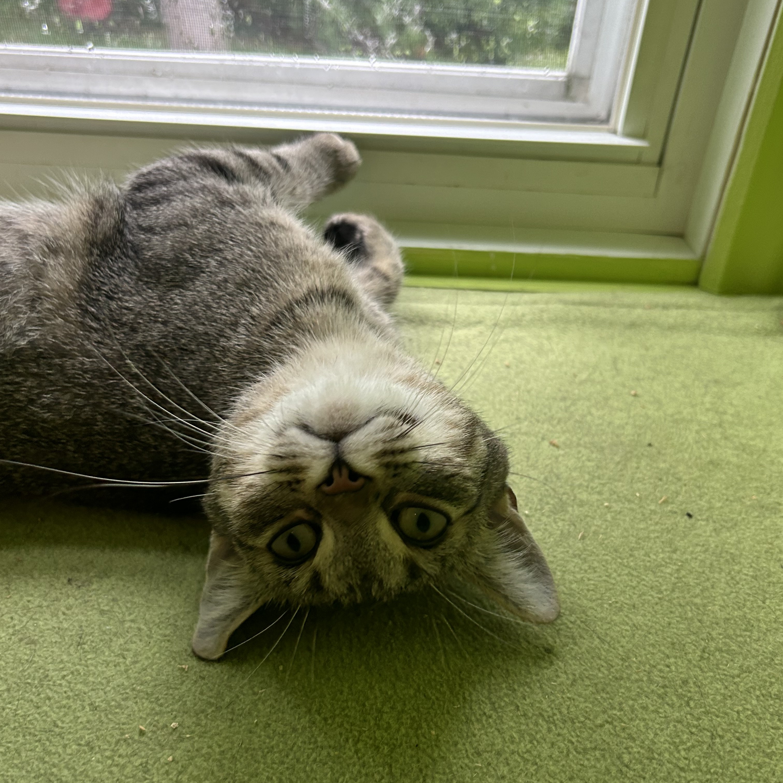 Cat for adoption Yolo (FA/FF), a Tabby in SainteAngeledeMonnoir, QC Petfinder