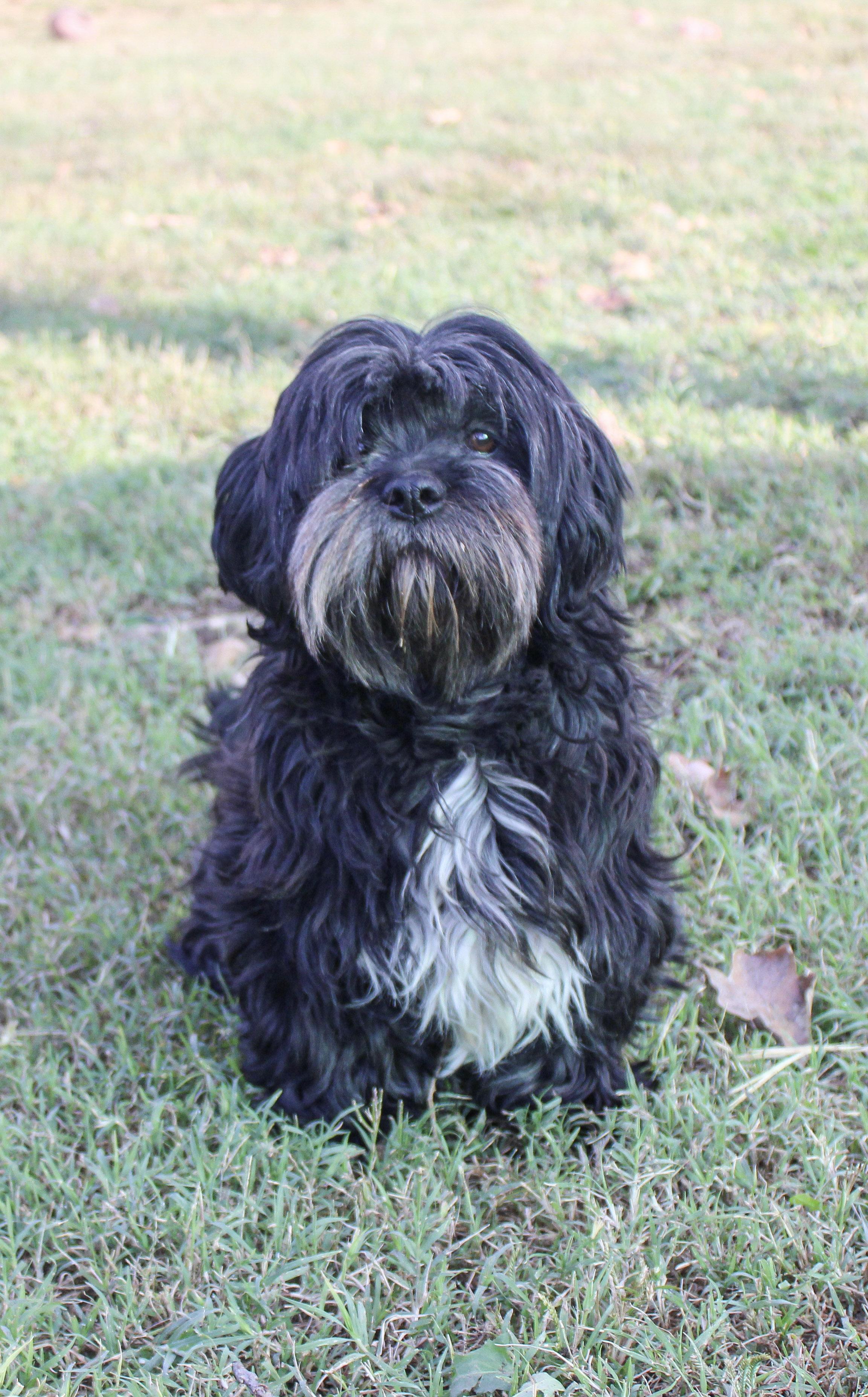 Bela, Adoptable, Adult Female Lhasa Apso.