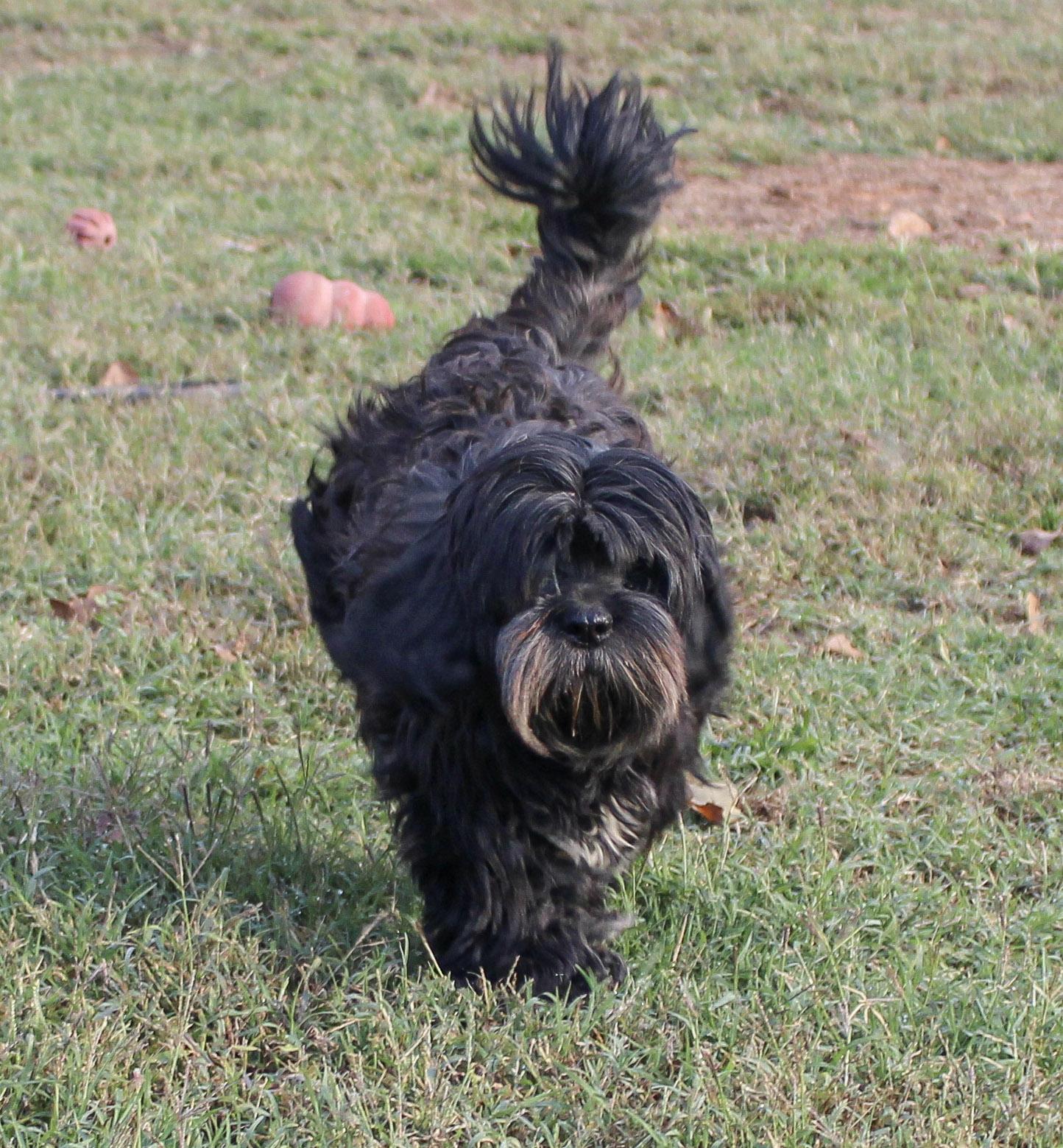 Enlarge Bela, a Adoptable Lhasa Apso in Neosho, MO image 2/3