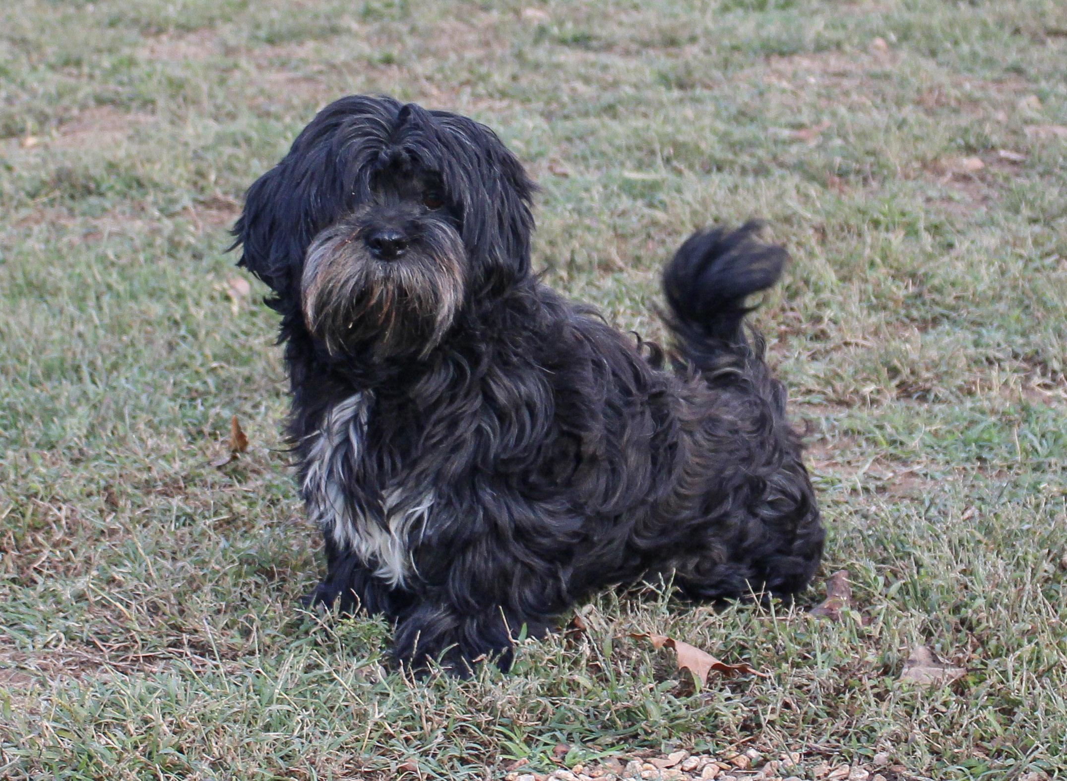 Enlarge Bela, a Adoptable Lhasa Apso in Neosho, MO image 3/3