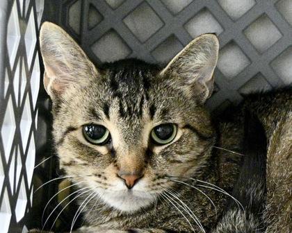 Churro, Adoptable, Adult Female Domestic Short Hair.